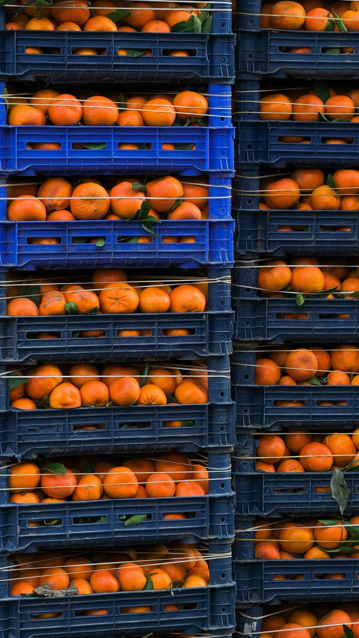 Vertical stacks of blue crates filled with fresh oranges ready for distribution.